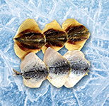 Императорский полосатик